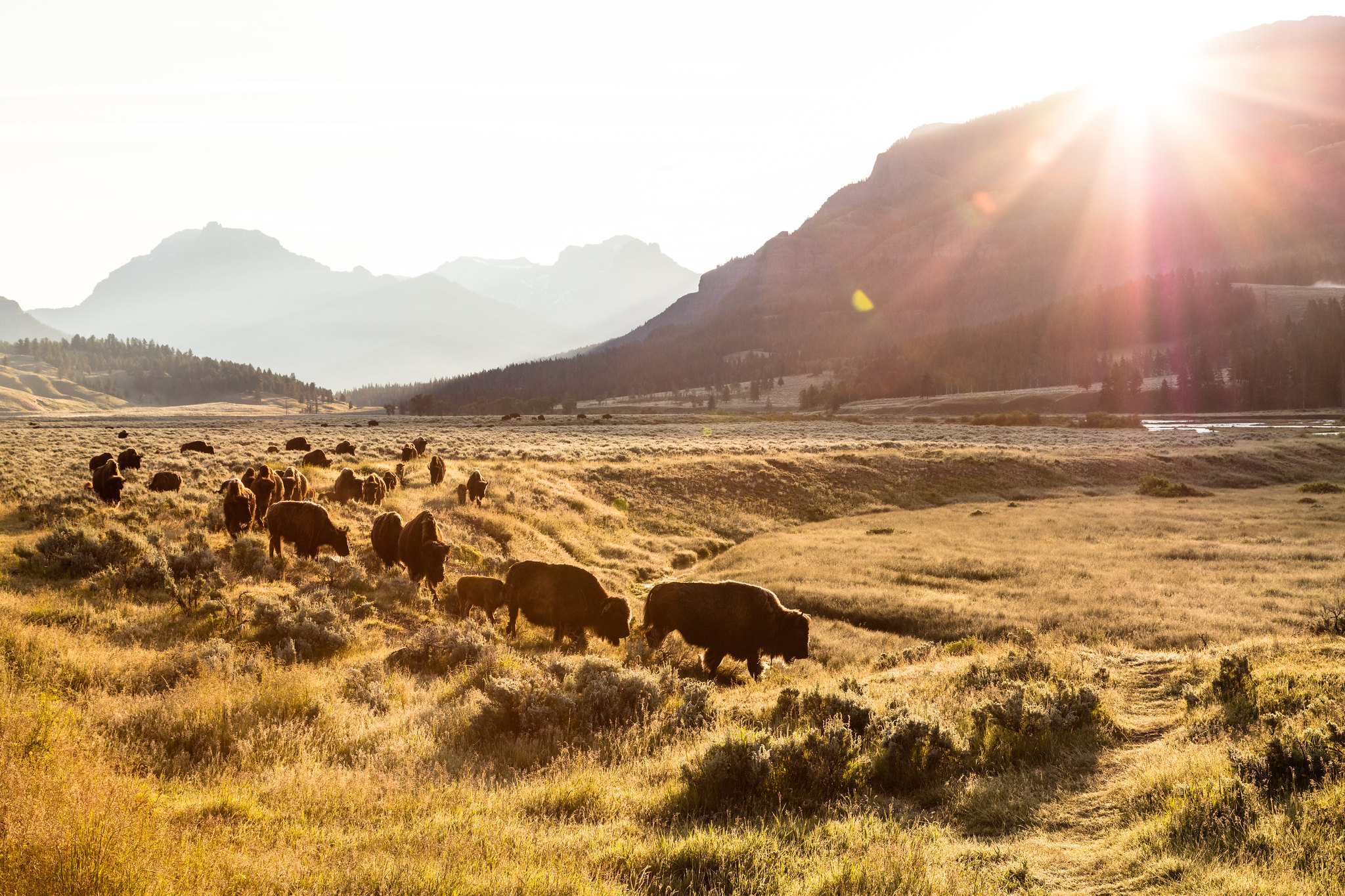 YELL_bison group_NPS Jacob Frank A group of bison move across a field at sunrise, mountains in the distance.