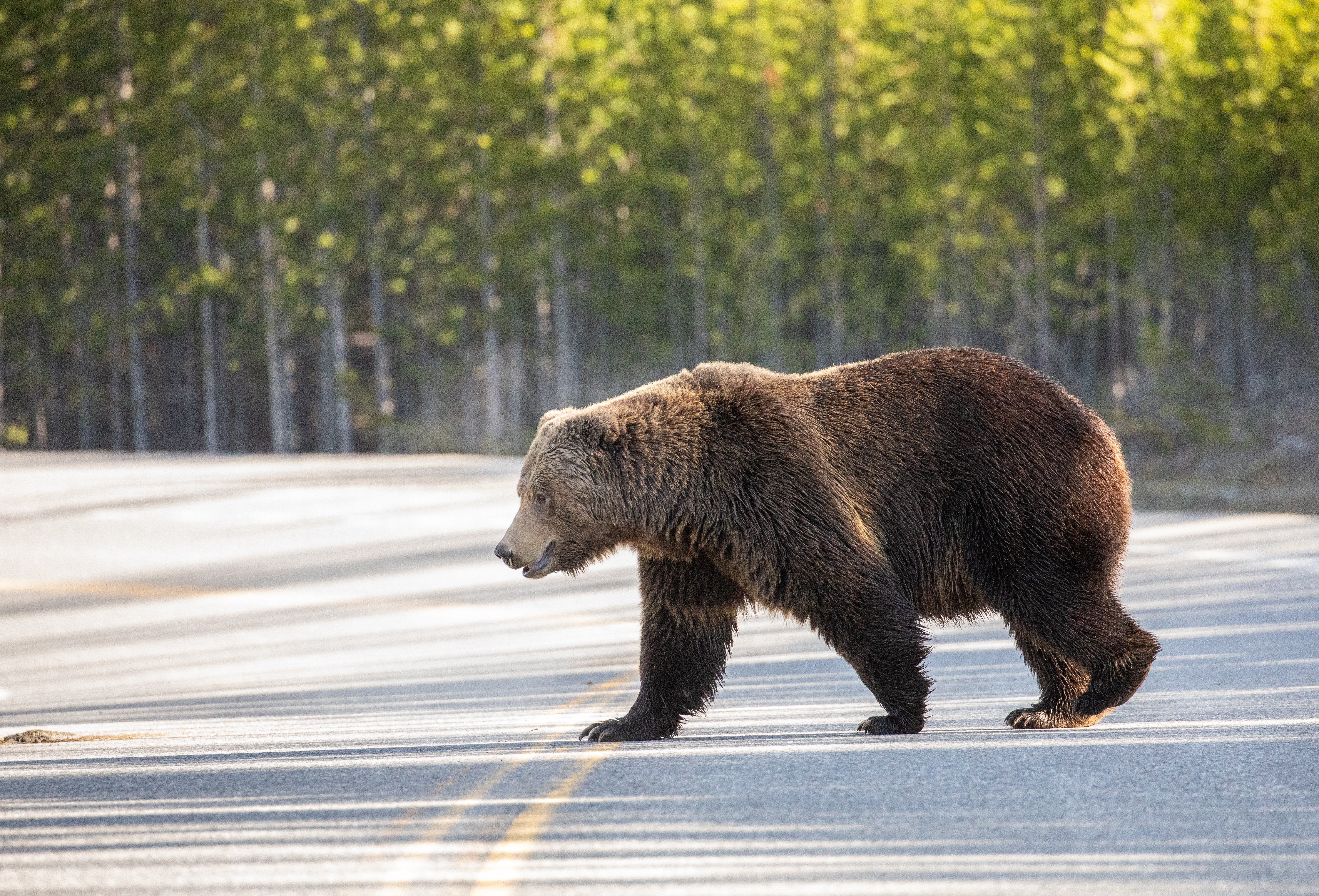 A brown bear crossing a road way
