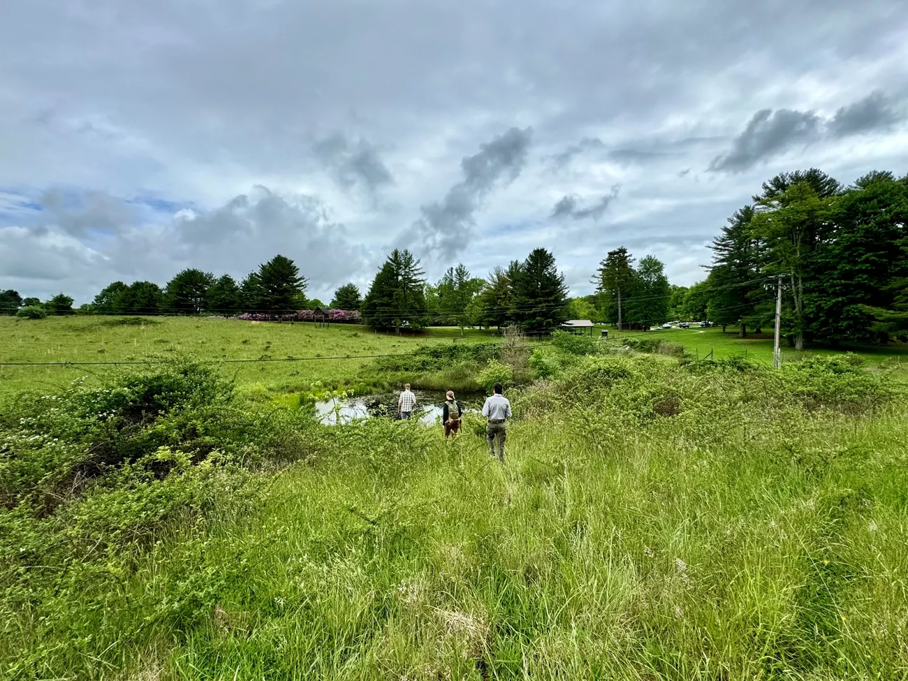 New River Gorge Grassland Three people with their backs to the camera walk toward a small pond in the middle of tall grasses. There are trees in the background and the sky is cloudy.