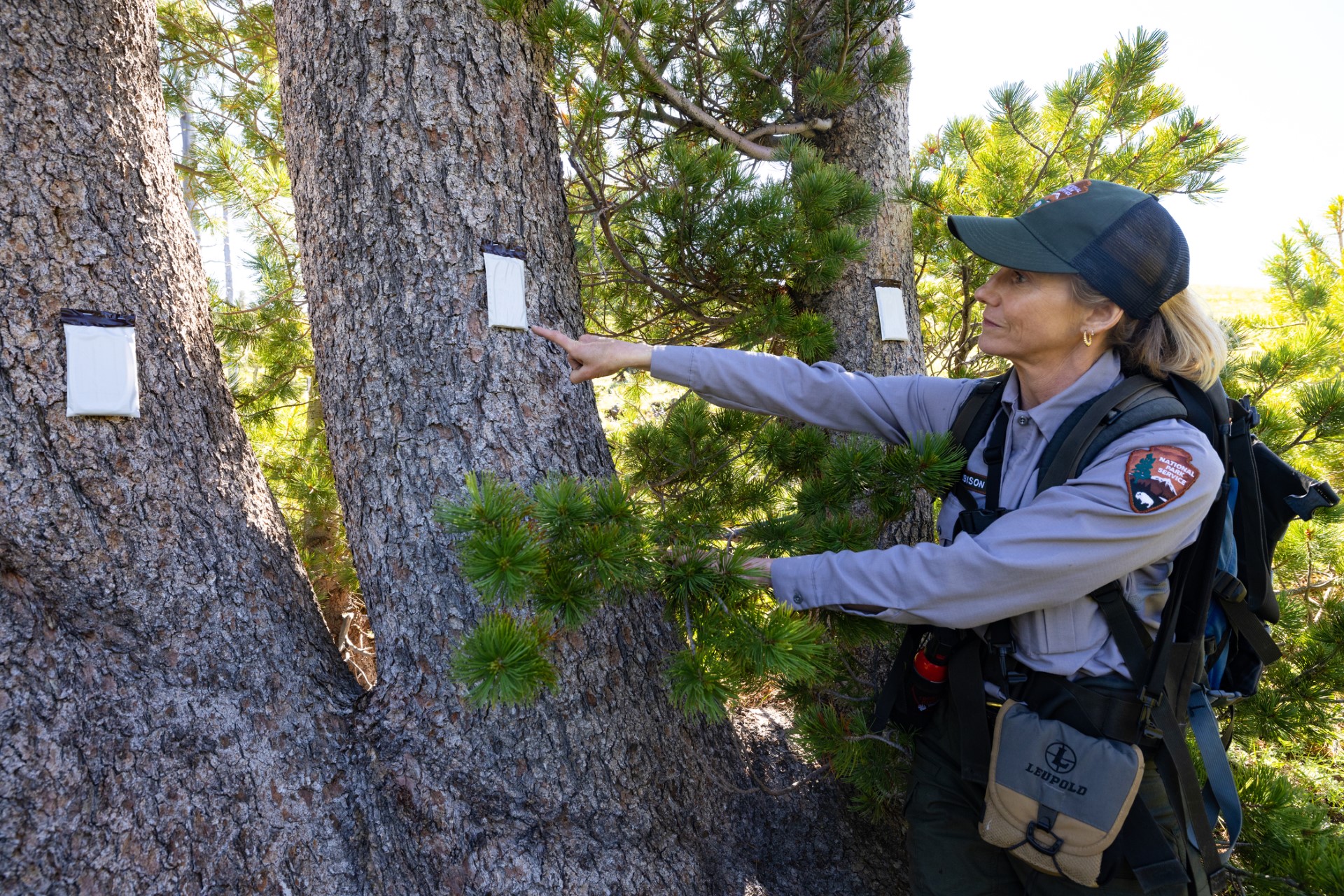 thumbnail_whitebark 2023 NPS cc At right, a park ranger wearing a gray shirt and green baseball cap, points to the middle of three trees at left. Each tree has a small white rectangle on it.