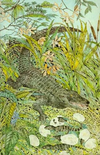 Natural History Handbook Everglades Wildguide