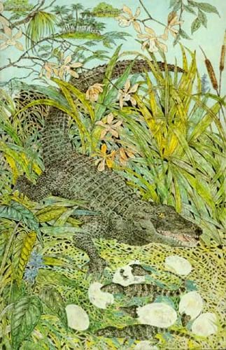 Natural History Handbook Everglades Wildguide Natural History Handbook Everglades Wildguide