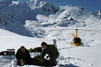 lt= Two men collect samples from a bear in the snow while a landed helicopter waits nearby.