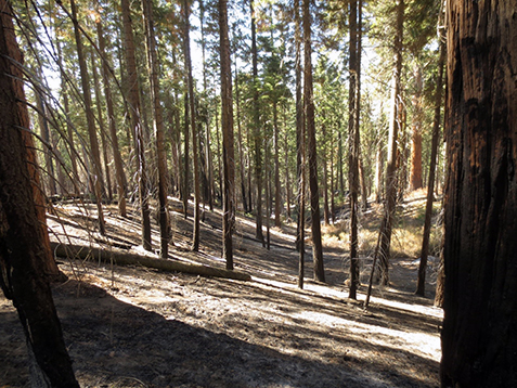 Forest with vegetation burned off beneath pine trees.