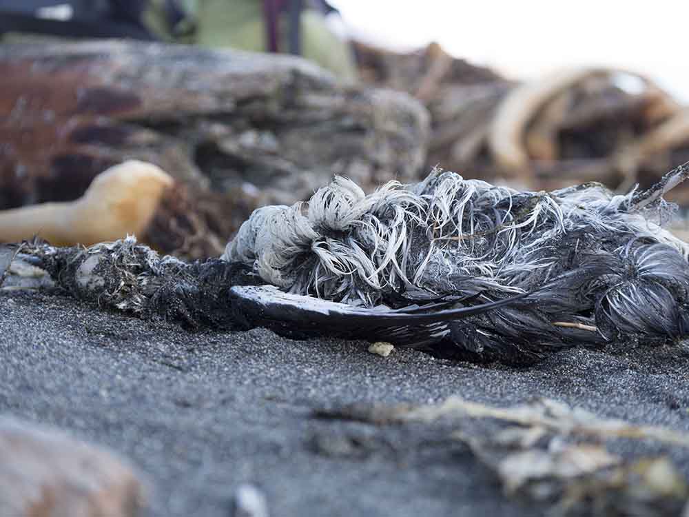 CommonMurreCarcassHalloBay_web A common murre carcass lies on the beach.