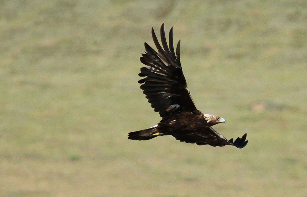 A golden eagle soars above fall tundra