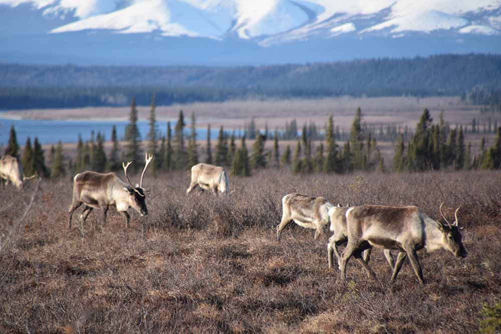 caribou-migration_web caribou in the arctic