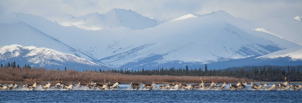Caribou migrating across a river with snowy mountains in the background.