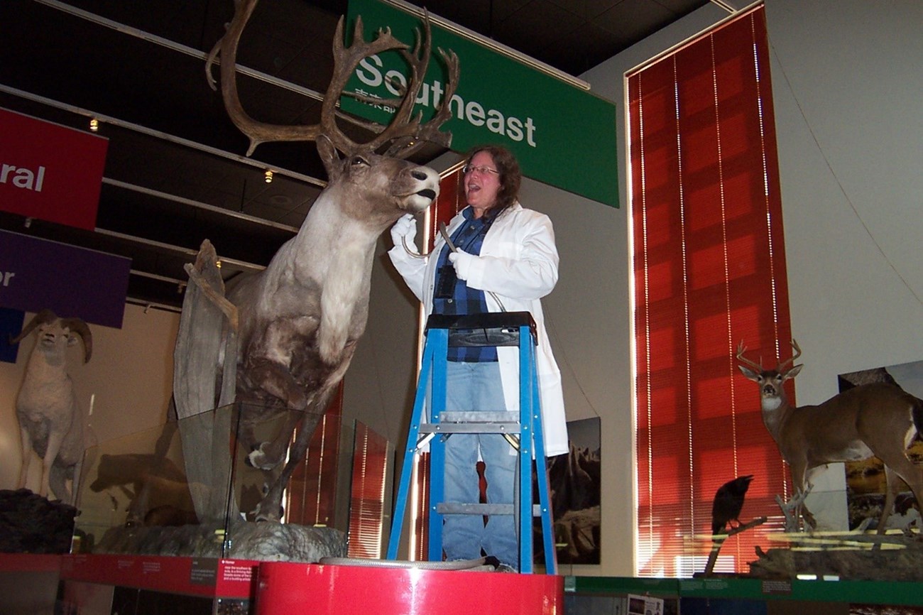 Margaret carefully cleans a taxidermal caribou from atop a ladder