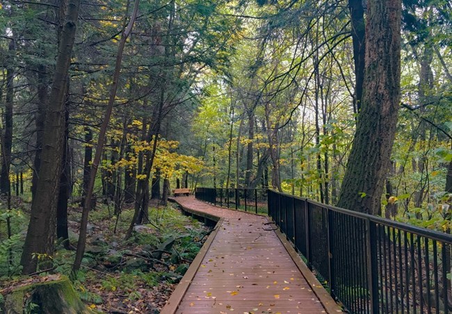 A wooden walkway lined with lush foliage and tall trees.