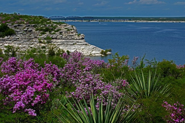 lt= Lake with Hwy 90 bridge in background and purple cenizo flowers blooming in foreground