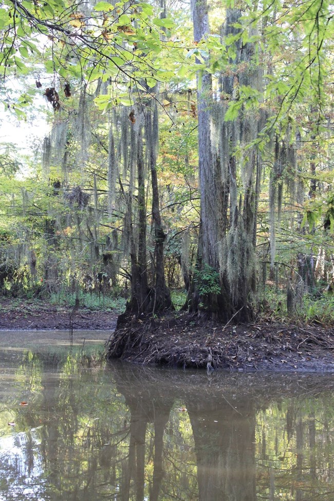 A wet landscape with a stand of mossy trees.