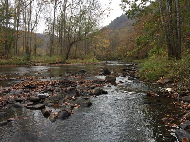 A river flowing through rocky shallows within an early-autumn deciduous forest.