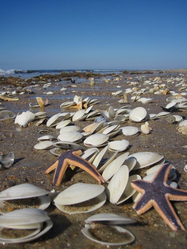 Bivalves and starfish litter a brown sandy shore with clear blue sky above.