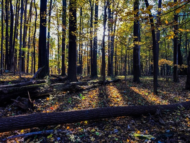 The setting sun shining through a stand of trees in a forest.