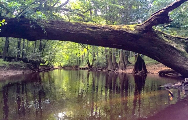 A creek lined with trees, and a fallen log stretching over the water.
