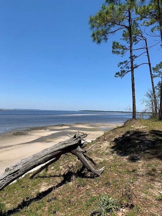 Pine trees on a small beach ridge above and sandy beach, ocean, and clear blue sky.