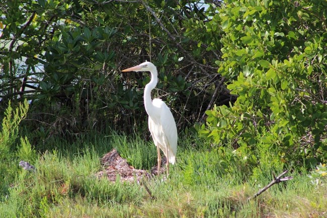 A great white heron stands among green foliage.