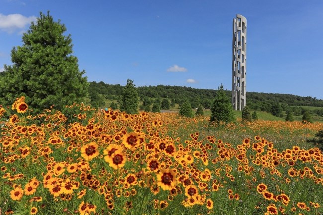 A field of yellow flowers and pine trees, with a tall tower in the background