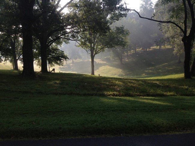 A shaded grassy field with fog, and a silhouette of a deer near some trees in the background.