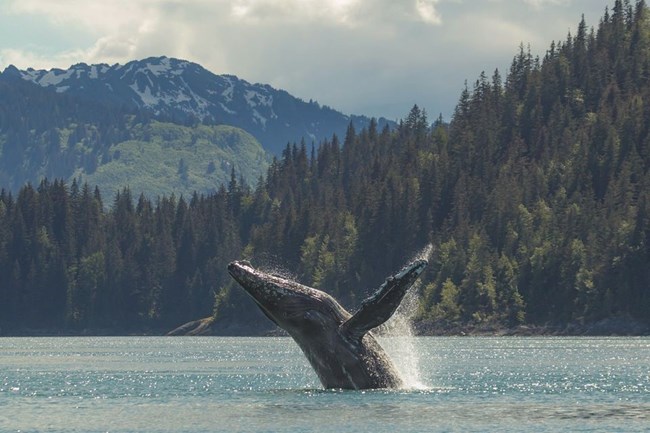 A breaching humpback whale and tree-covered mountains in the background.