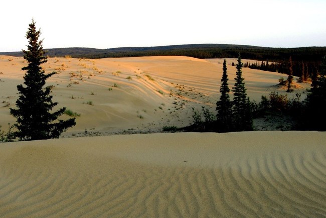 Light tan sand dunes with tall pine trees dotted between.