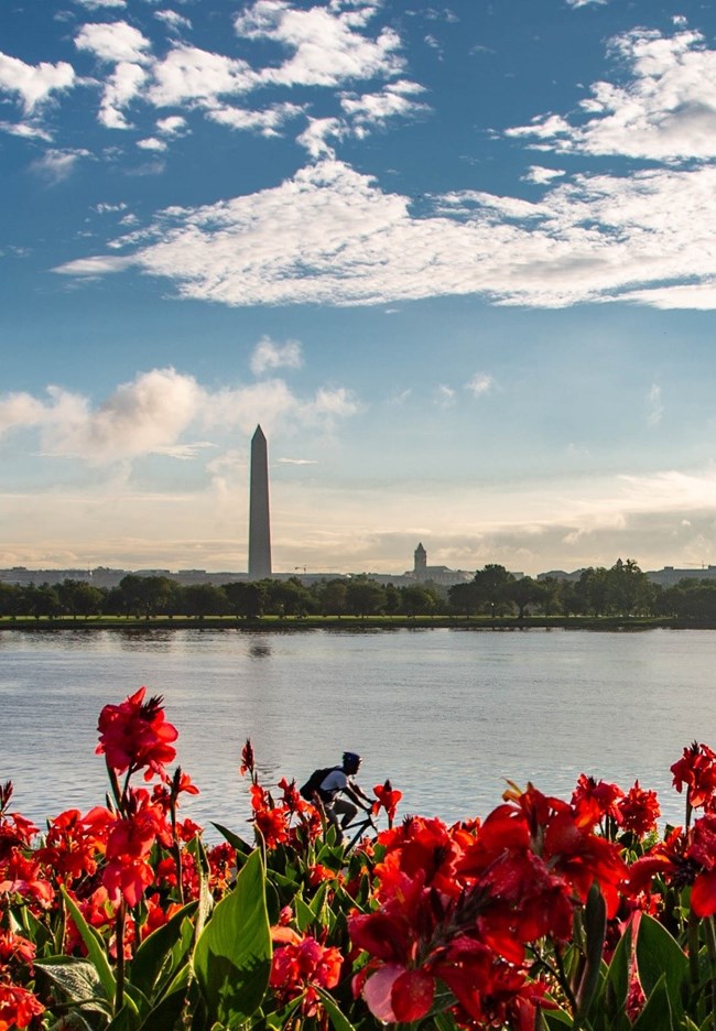 Bicyclist riding past red flowers and a view of the DC skyline, Potomac River and the Washington Monument.