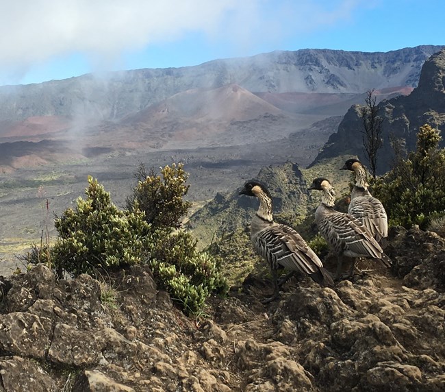 A family of endangered nēnē (Hawaiian geese) and pūkiawe shrubs with Haleakalā crater in background.
