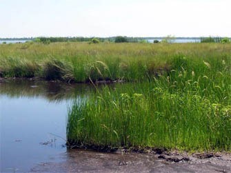 A wetland of green marsh grasses adjacent to water.