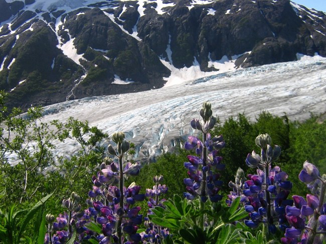 Purple flowers grow from grass alongside a glacier.