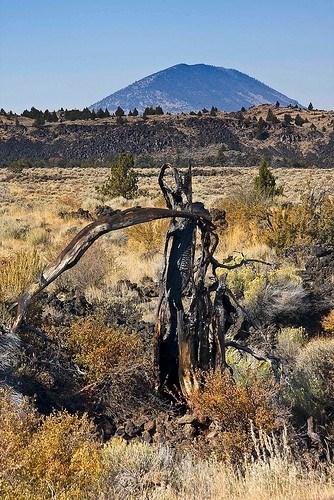 Brush and Juniper in the foreground, and a single dome is seen in the background.