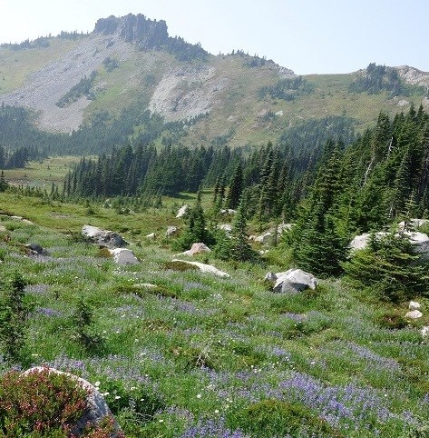 NRCA MORA A rock outcrop on a ridge overlooks a wildflower meadow.