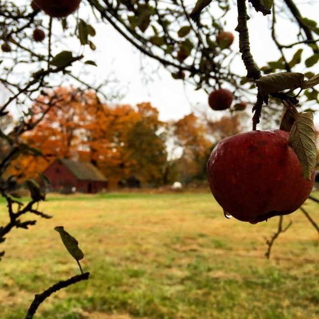 An apple hanging from a tree branch with a red house in a field in the background.