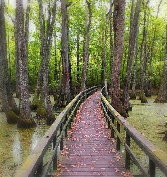 A wooden walkway over some water, extending into a stand of green trees.