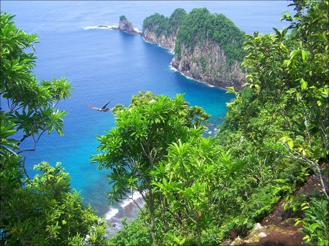 A blue ocean coastline, with lush greenery, vine covered cliffs stretching out into the water, and a bird flying above the trees.