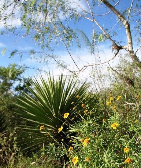 Assorted green flora of the Chaparral.