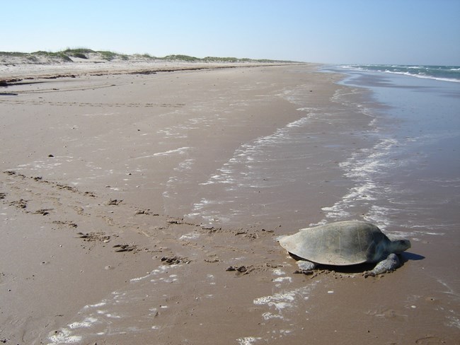 A sea turtle crawls back to the ocean along a sandy beach leaving tracks in the sand.