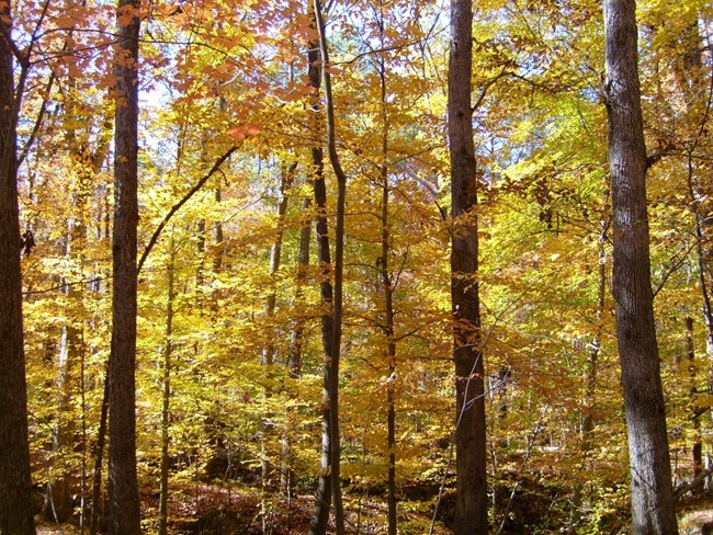 Looking at a stand of trees with golden leaves from a trail.