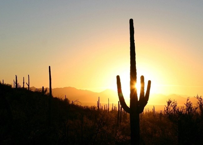 A silhouette of a saguaro cactus against an orange sunset.
