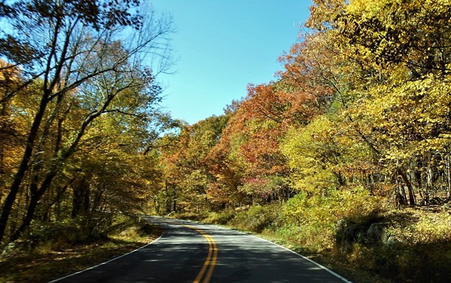 A road lined by trees with fall foliage