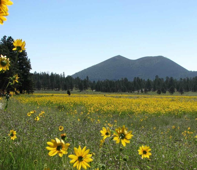 A view of yellow sunflowers with a 1,000 foot high volcanic crater in the background.