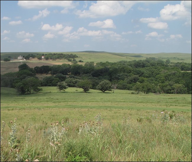 NRCA TAPR Overlooking a tallgrass prairie and deciduous creek bed in the summer.