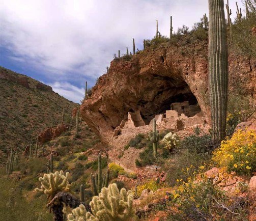 A view of cliff dwellings in a rocky desert of cacti, flowering plants, and shrubs.