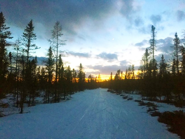 A snow-covered trail extends towards a sunset on the horizon, flanked by the lumpy, top-heavy silhouettes of Black Spruce trees.