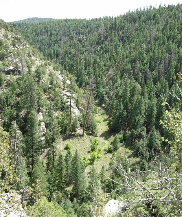 View of a steep, green canyon comprised mostly of coniferous trees.