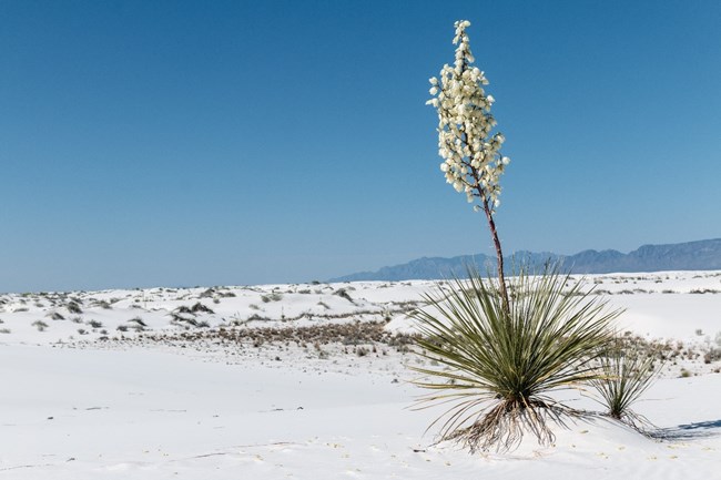 A yucca plant with white flowers sitting in a landscape covered by white sand. A clear blue sky is above, and a range of mountains is in the background