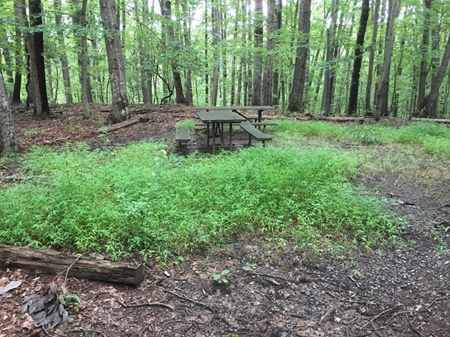 A picnic table in an open space, surrounded by trees and green foliage.