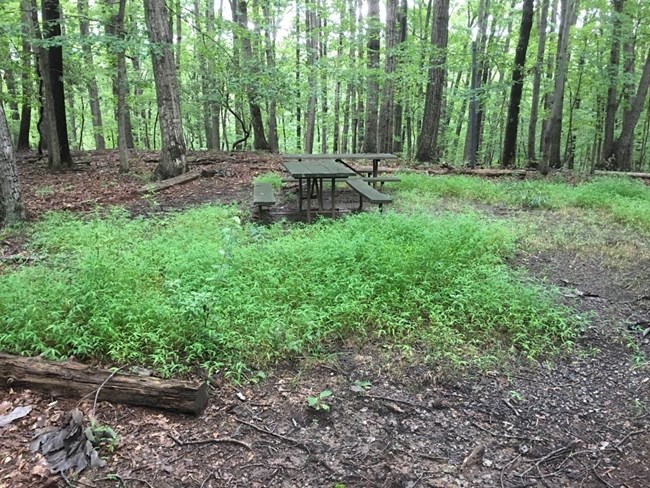 NRCA WOTR A picnic table in an open space, surrounded by trees and green foliage.