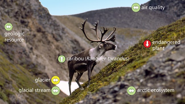 Caribou in a mountain landscape with overlain circles of red, yellow, or green to illustrate the condition of pieces of the environment.