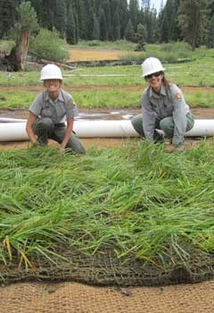 Park rangers restore wetlands.